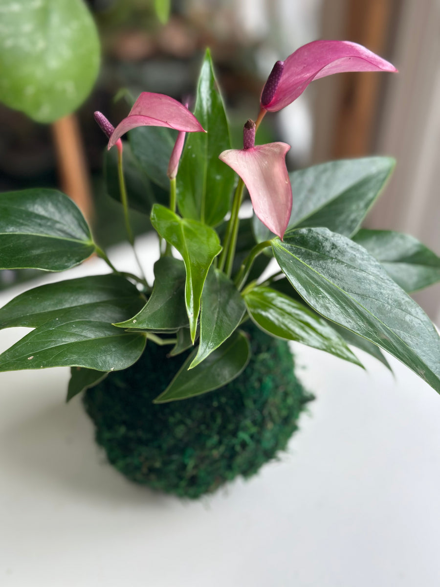 anthurium lilac Lilac Anthurium Kokedama – Plants & What Knot