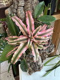 Pink Earth Star and Hoya Living Wall Art