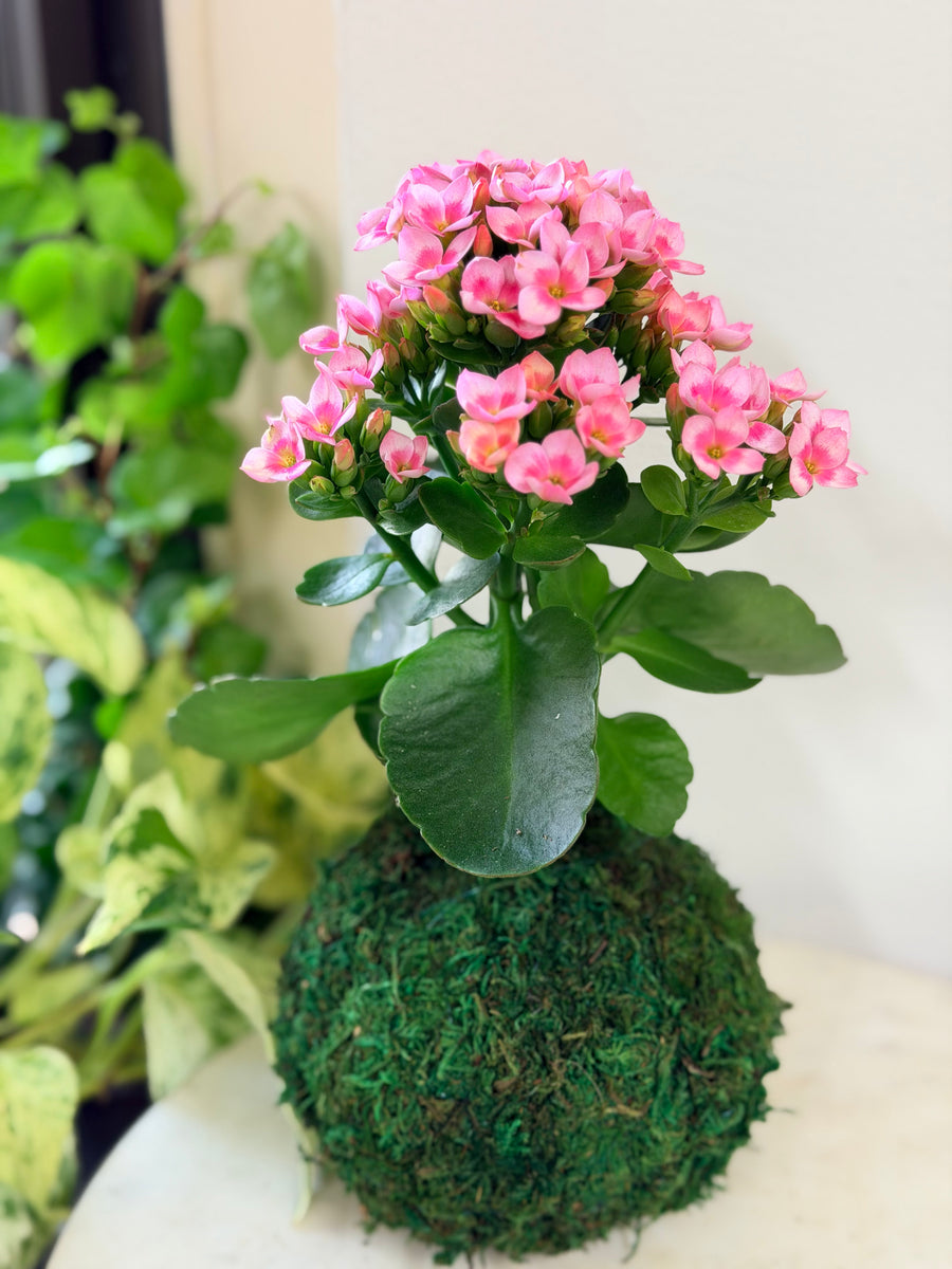 Blushing Pink Kalanchoe Kokedama – Plants & What Knot