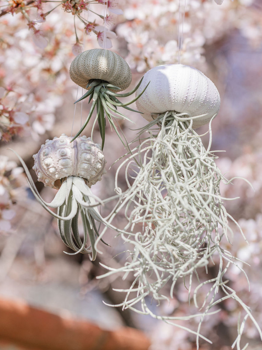 are jellyfish plants 3 pack “Beaumont” Air plant Jellyfish Family – Plants & What Knot