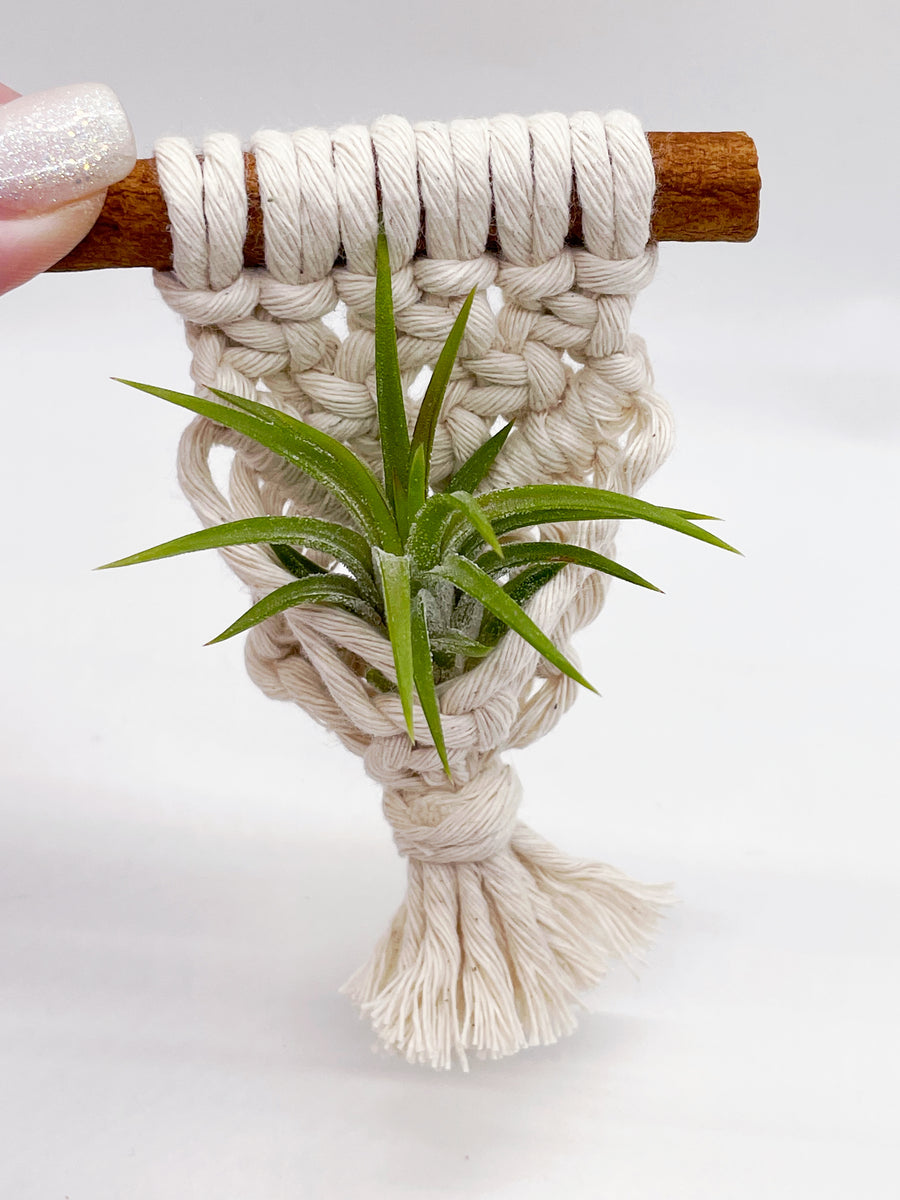 buy philodendron scandens Philodendron Scandens