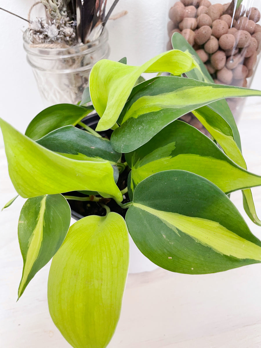 variegated philodendron brasil Brasil Philodendron – Plants & What Knot