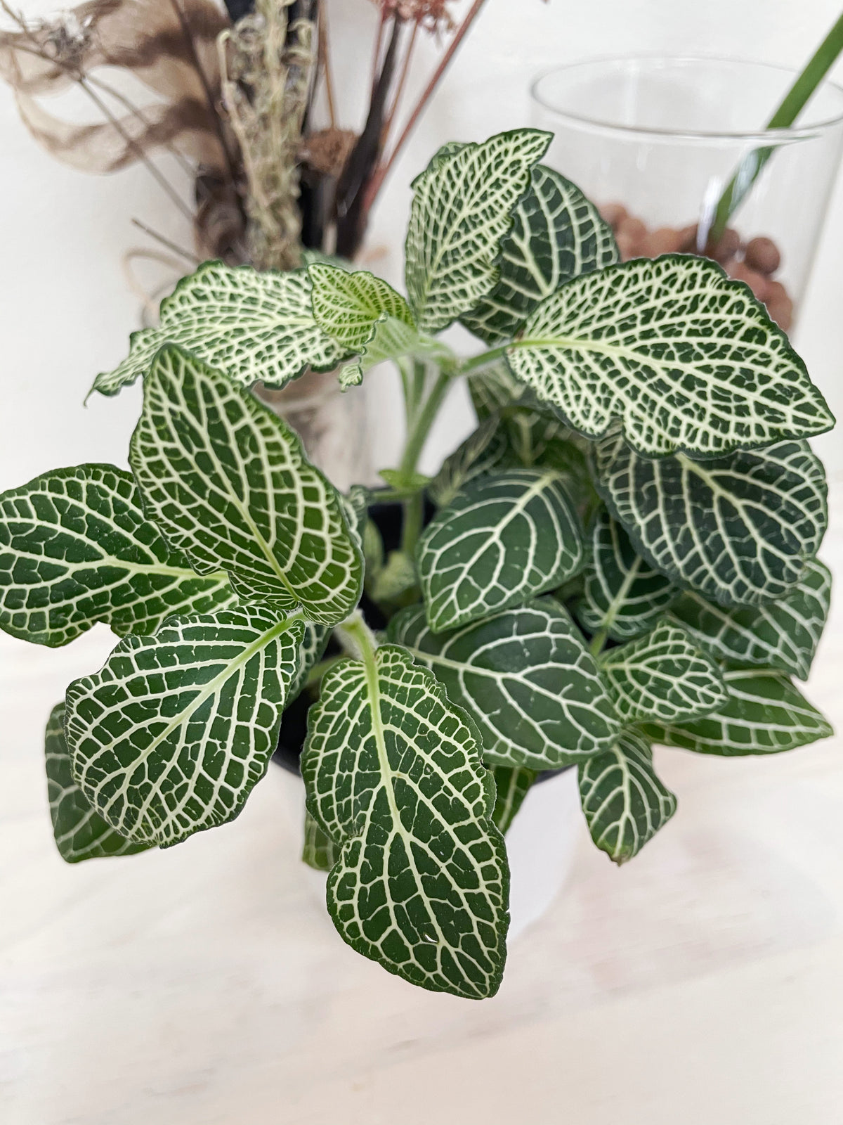 Fittonia “Nerve plant”