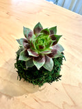 Mini “Cranberry Cocktail” Hens and Chicks Kokedama