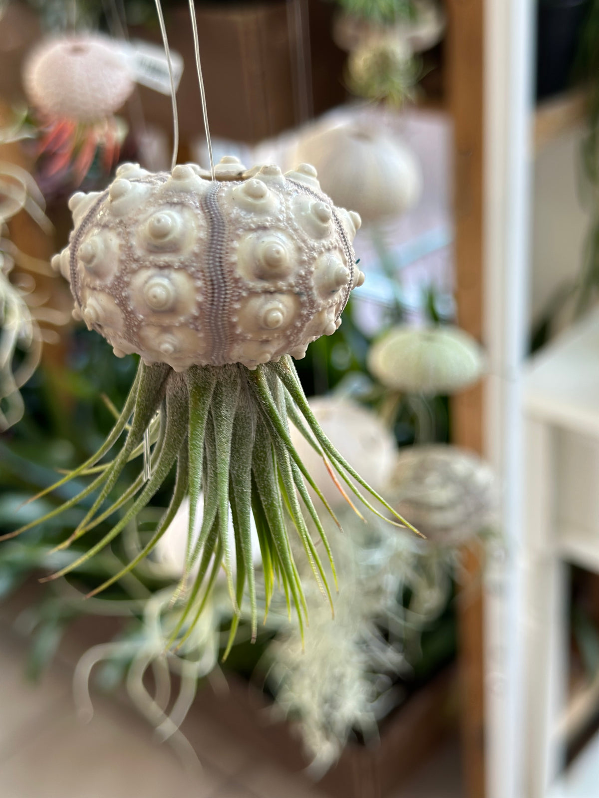 “Queenie” Airplant Jellyfish