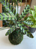 Rattlesnake Calathea Kokedama Japanese Moss Ball