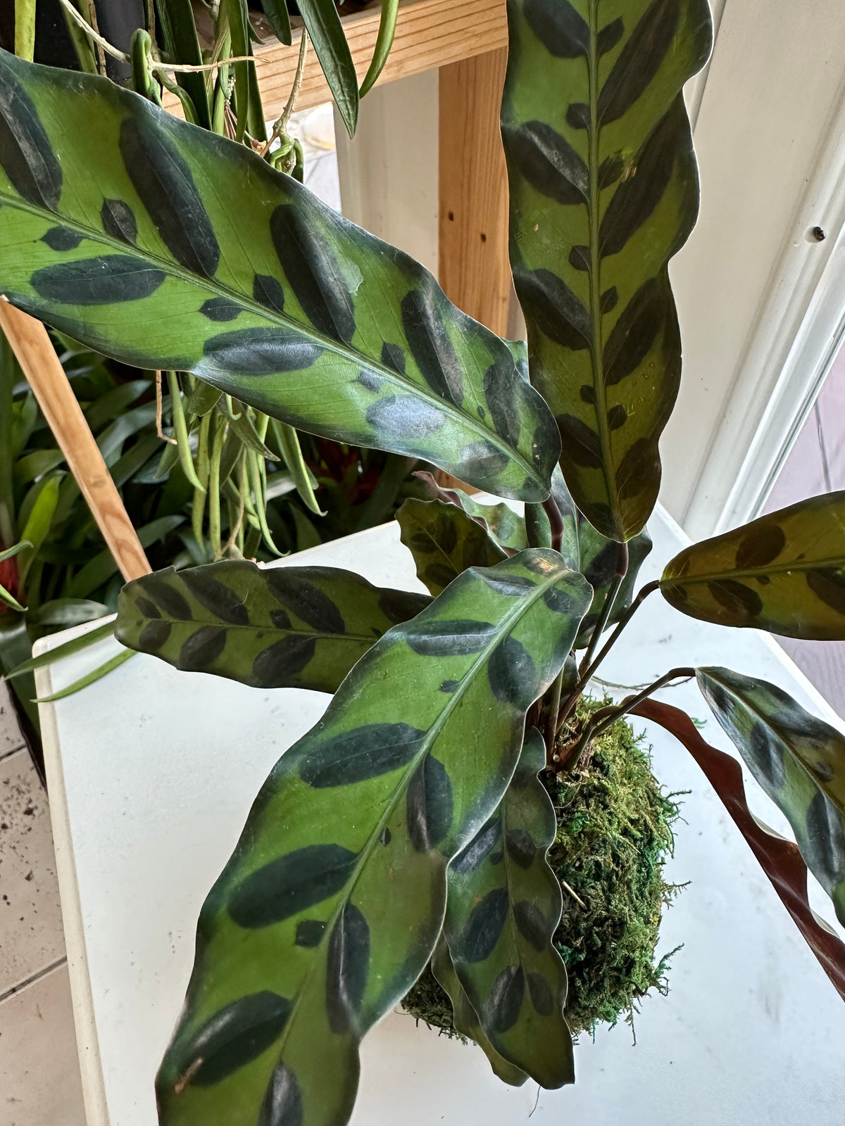 Rattlesnake Calathea Kokedama Japanese Moss Ball