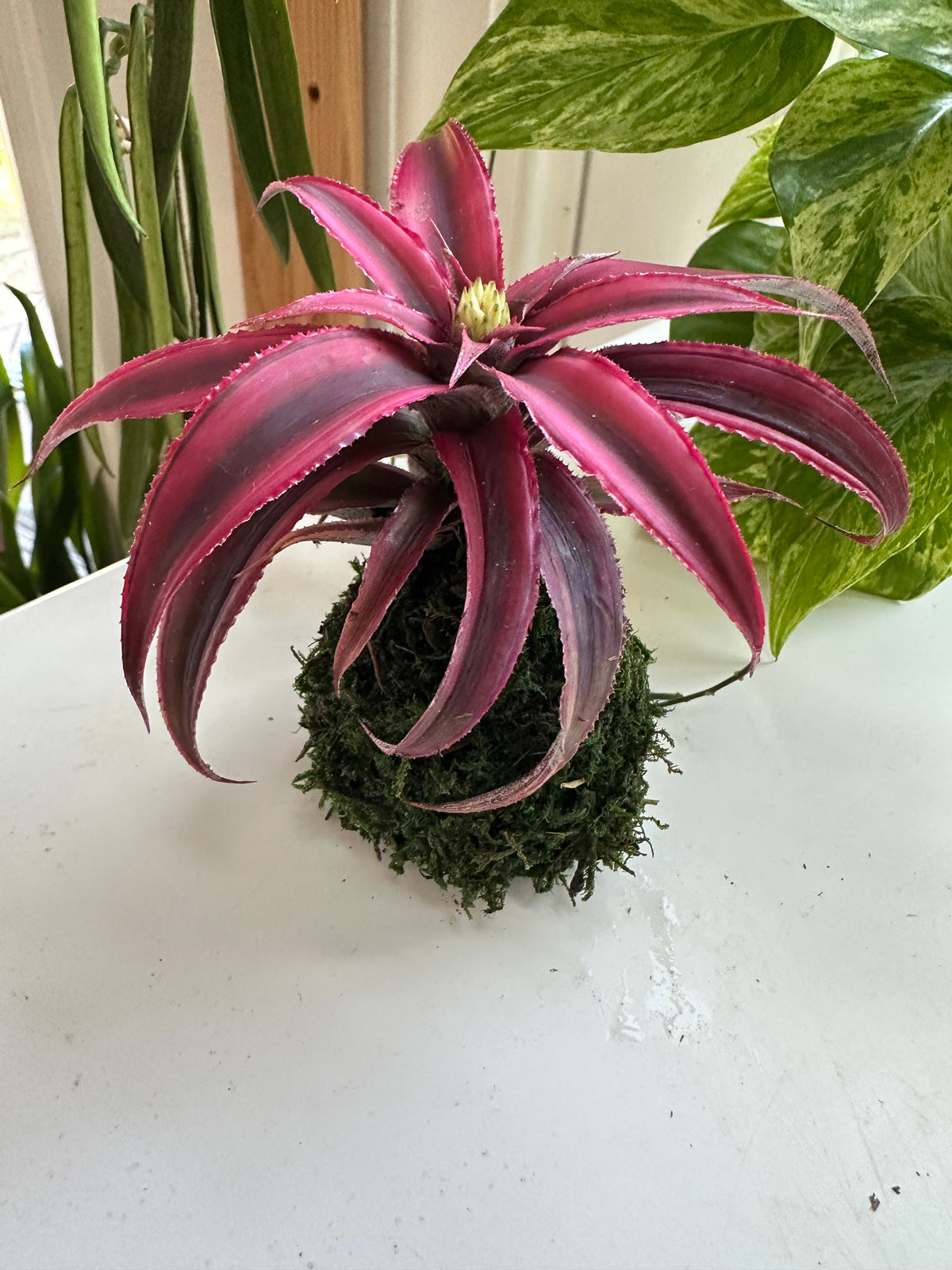 Magenta Earth Star Mini Kokedama Japanese Moss Ball