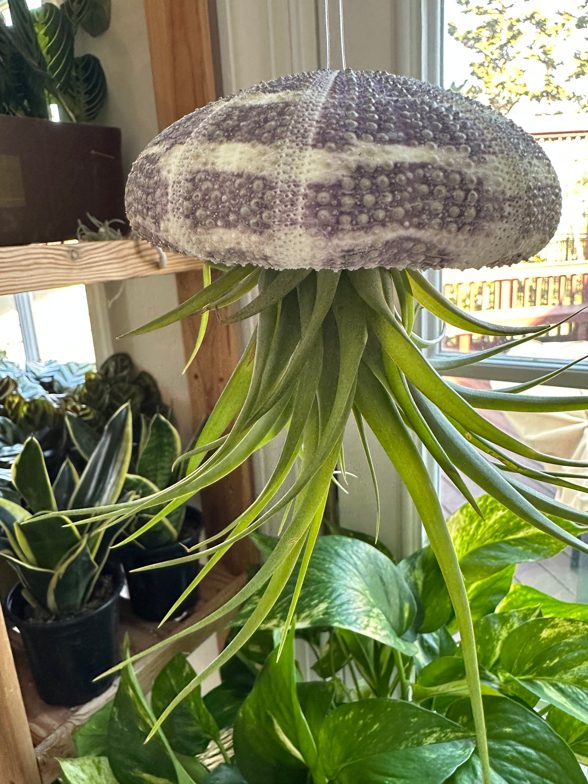 “Bruno” Air plant Jellyfish