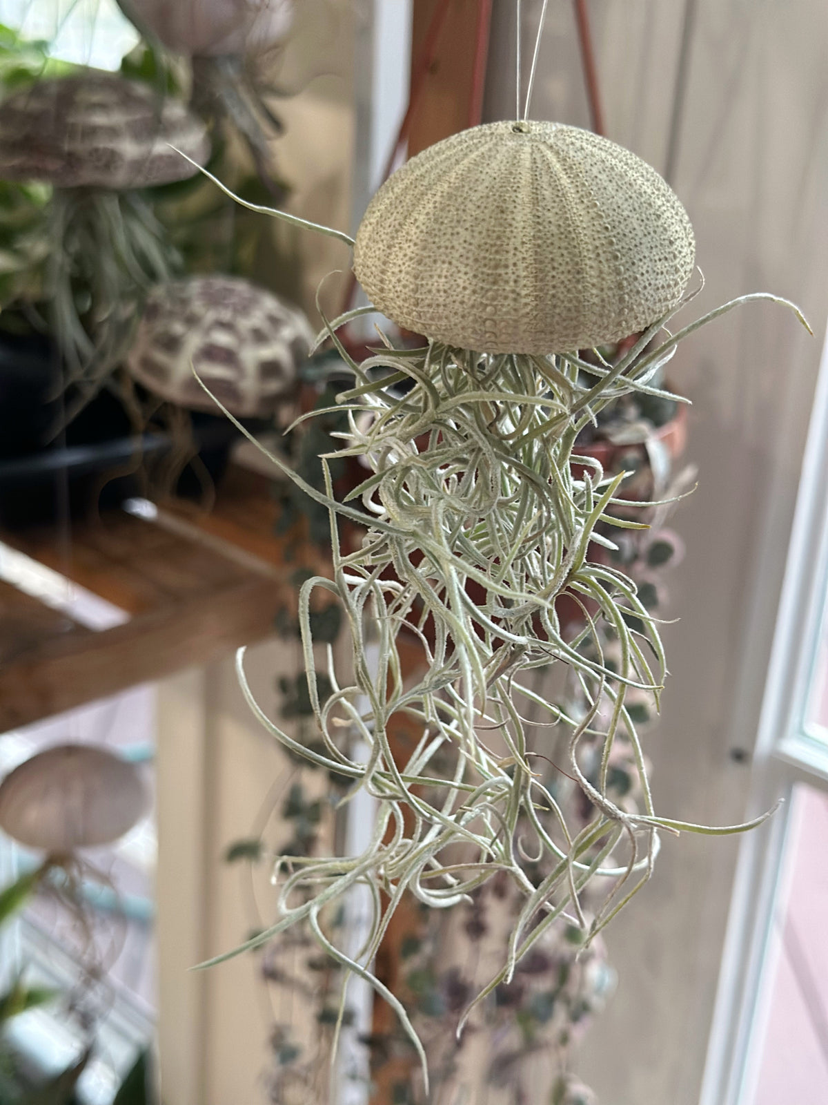 “Cedric” Spanish Moss Jelly Fish