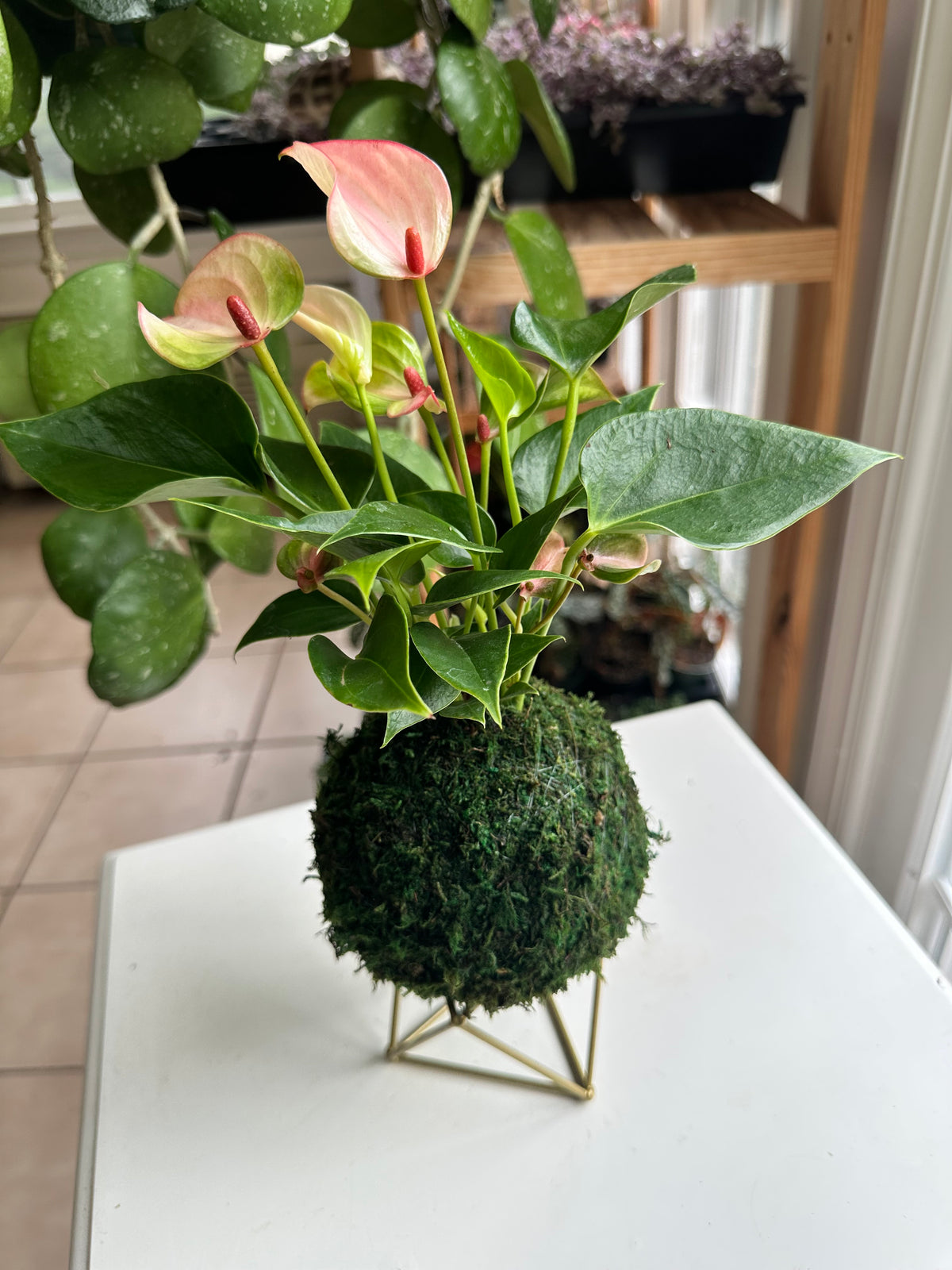 Light Pink Joli "Flamingo Flower" Anthurium Kokedama
