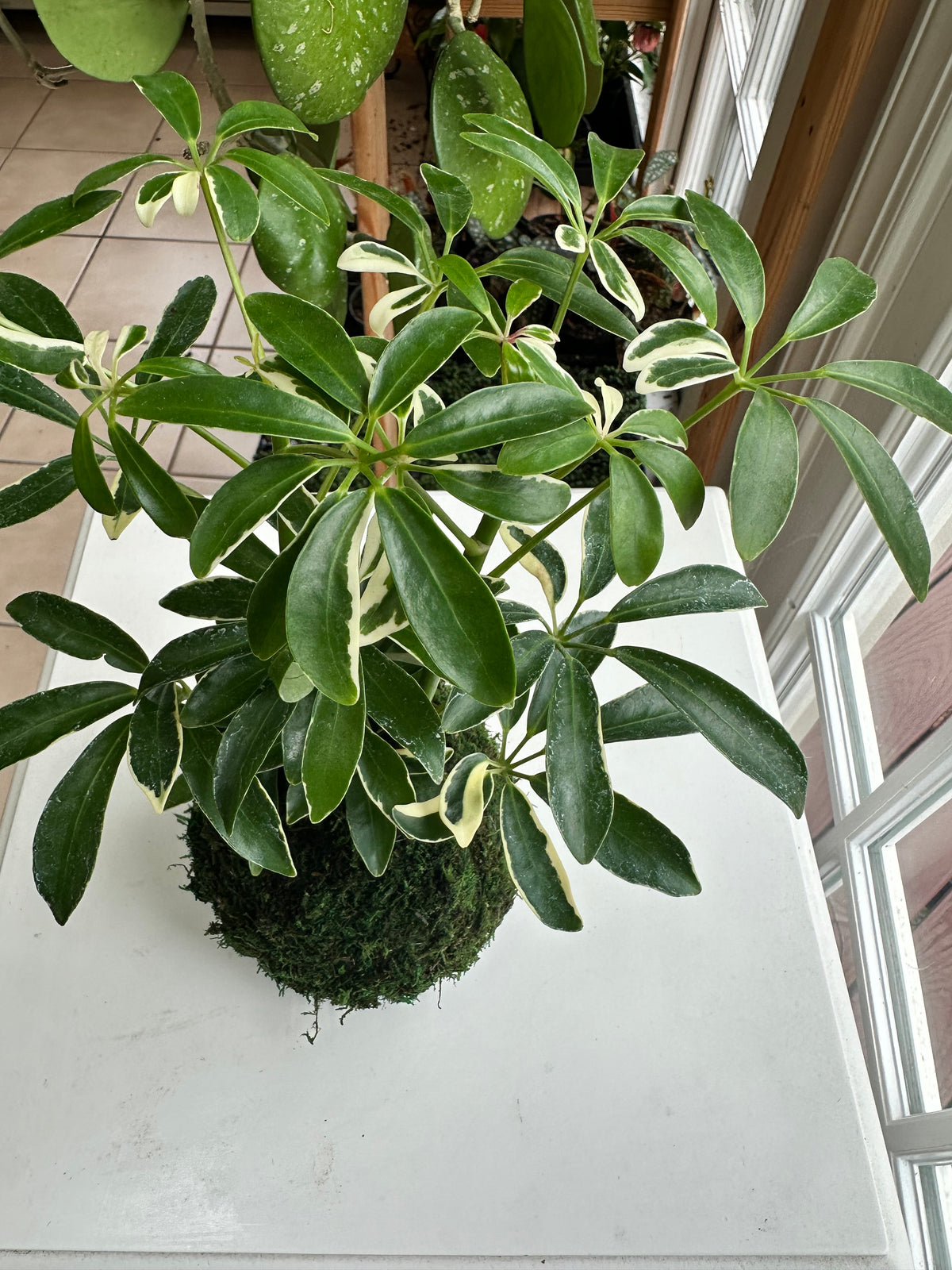 Variegated Schflerra Kokedama
