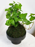 English Ivy Kokedama