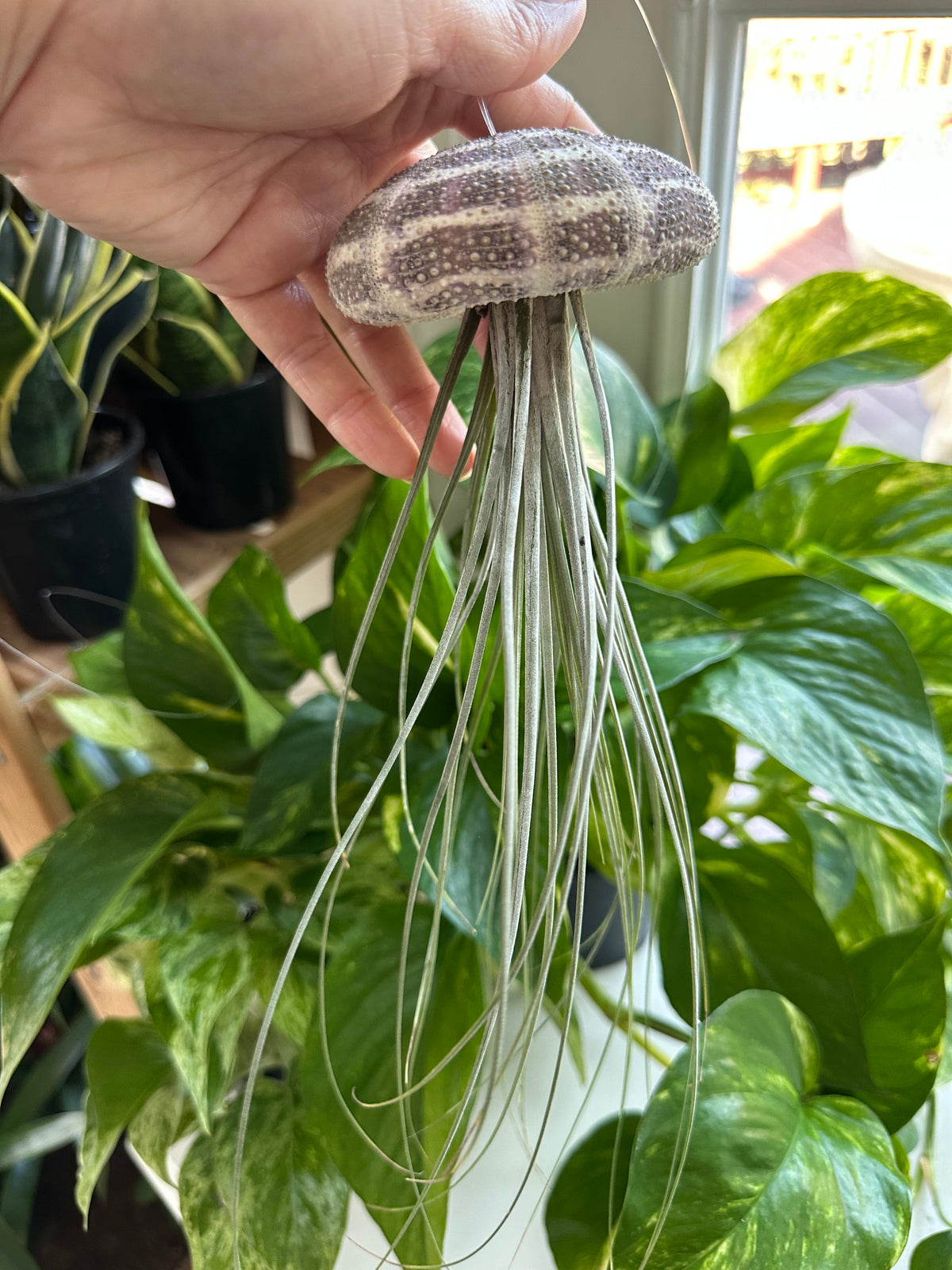 Georgia Air Plant Jellyfish