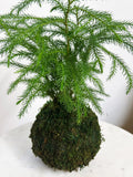 Norfolk Pine Kokedama