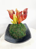 American Carnivorous Pitcher Kokedama