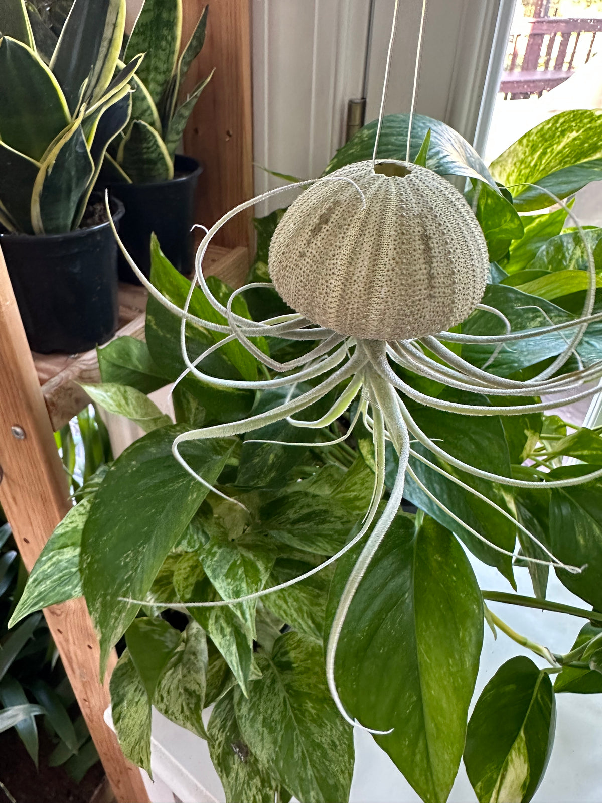 “Henry” Airplant Jellyfish