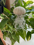 “Cedric” Spanish Moss Jelly Fish