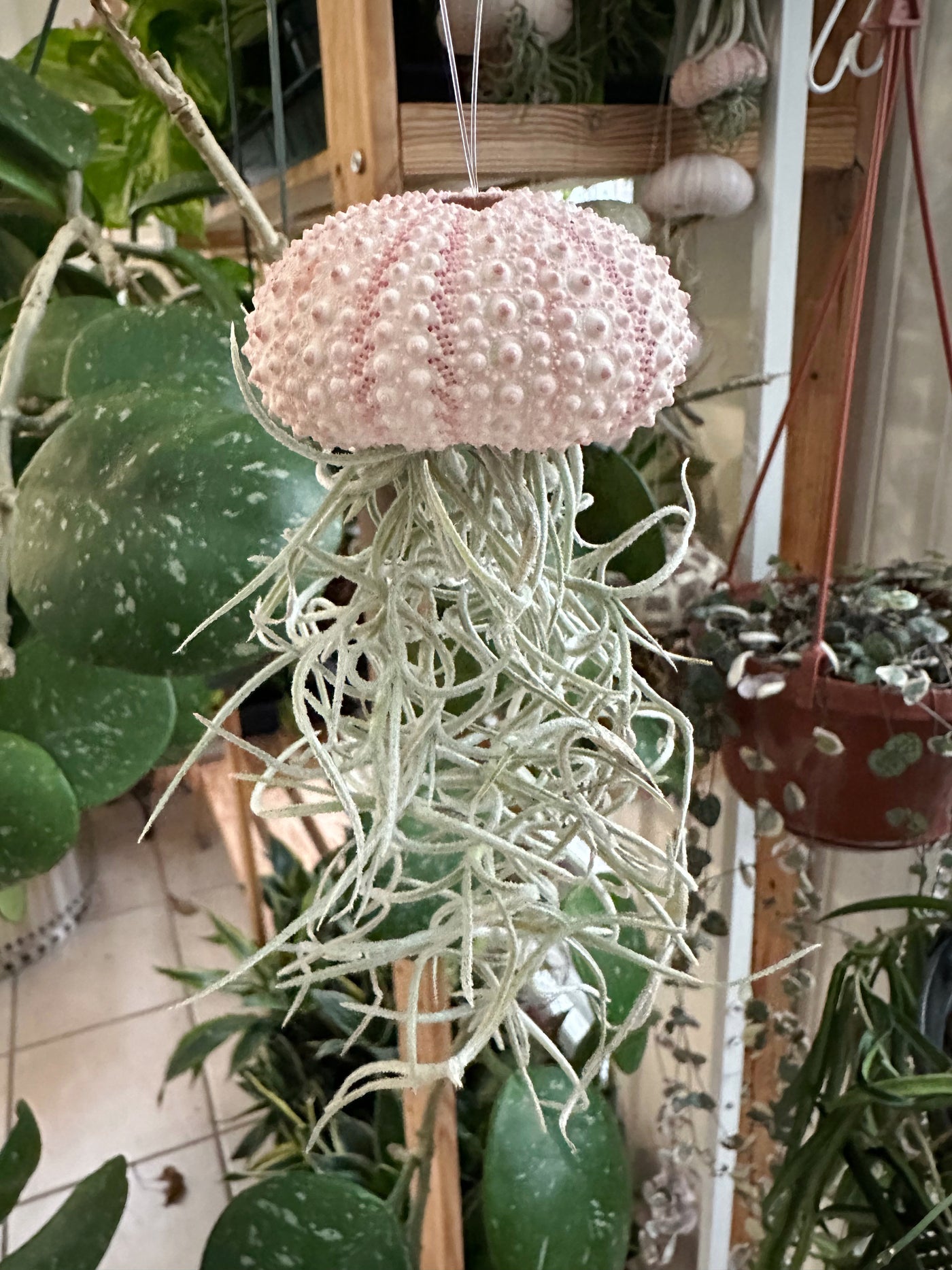 succulent jellyfish Poppy” Spanish Moss Jelly Fish – Plants & What Knot