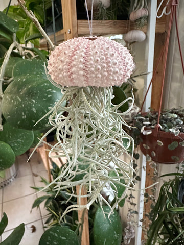 jellyfish succulent plant Poppy” Spanish Moss Jelly Fish – Plants & What Knot