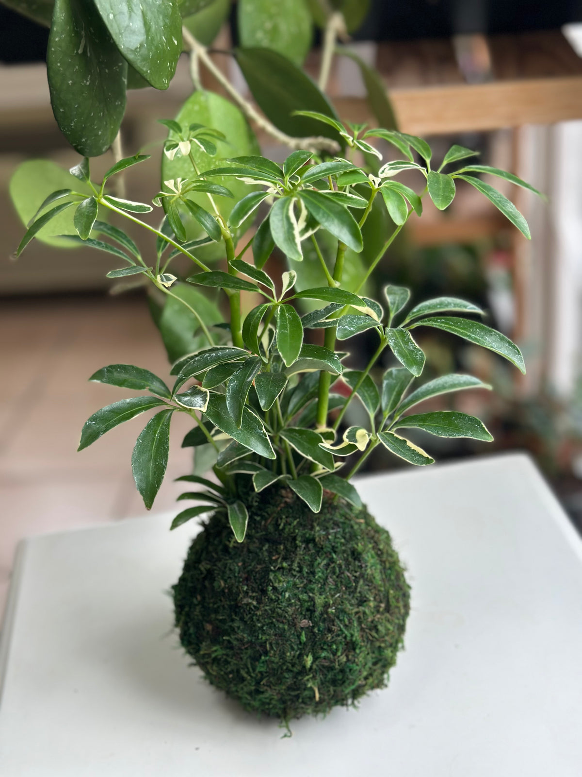 Variegated Schflerra Kokedama