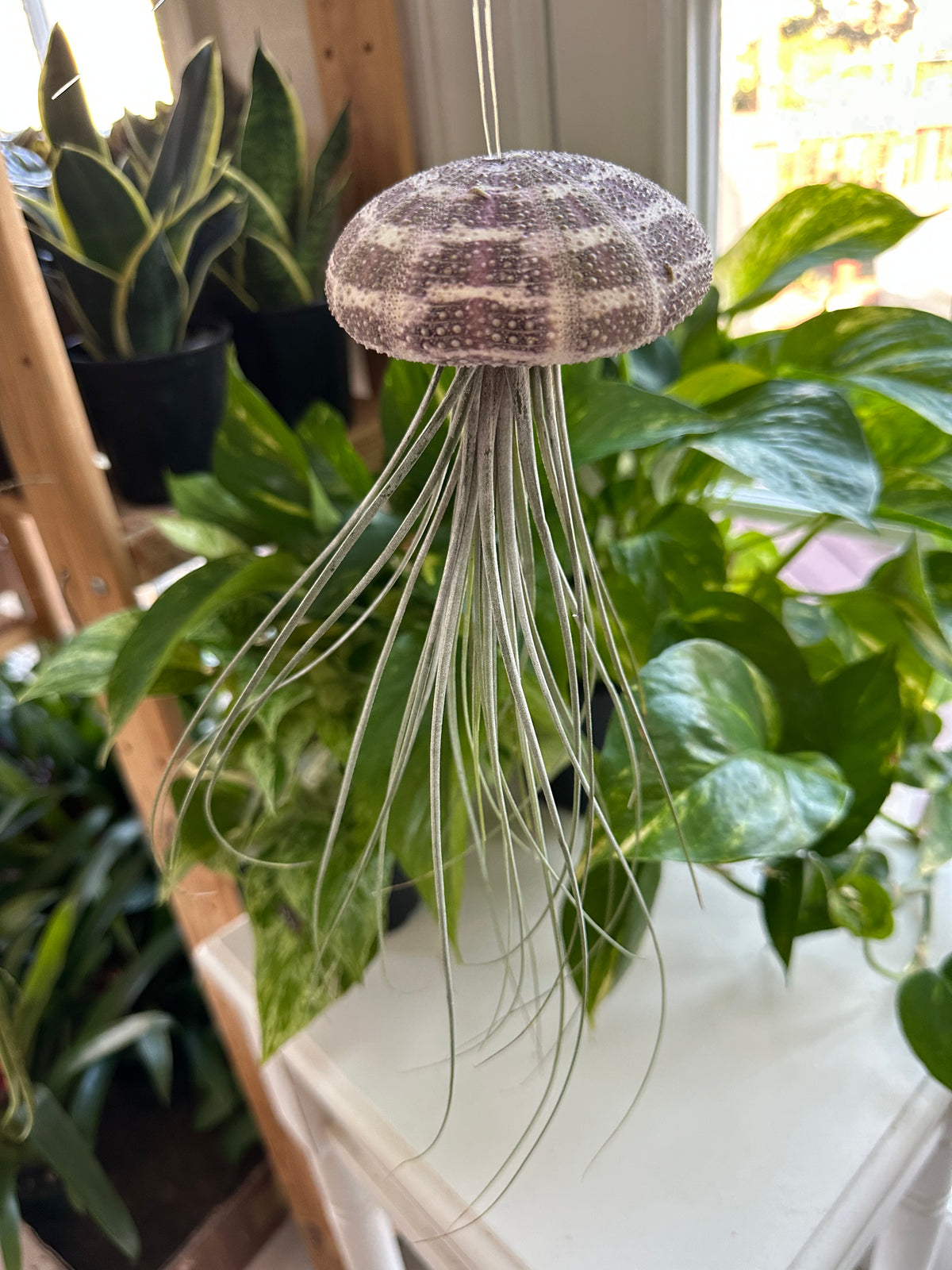 Georgia Air Plant Jellyfish