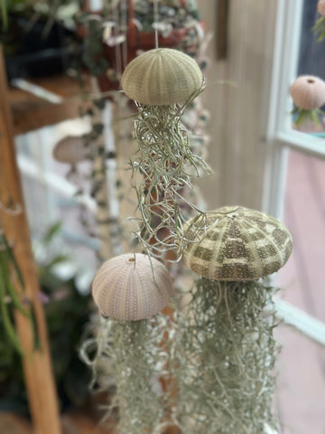 3-pack Spanish Moss Jellyfish Family