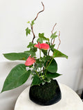 Living Ikebana Kokedama – Anthurium & English Ivy