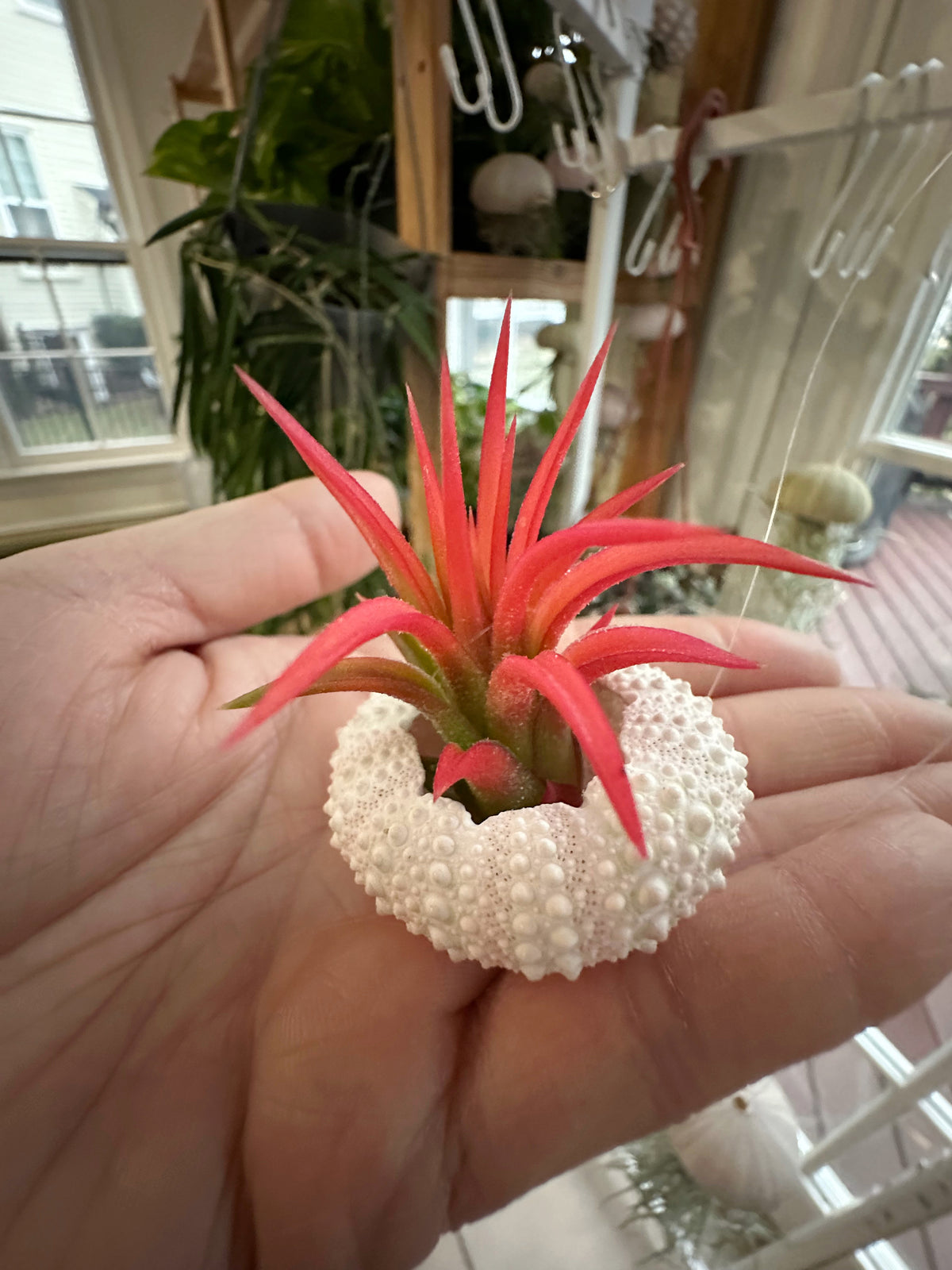 Blushing “Daisy” Air Plant Jellyfish