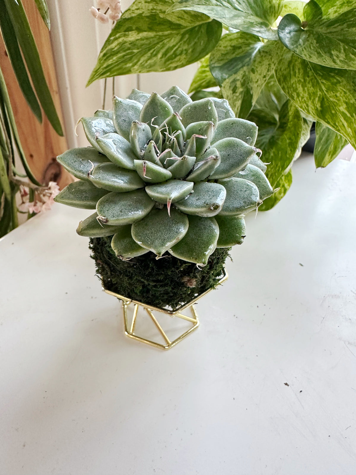 Mini Echeveria Kokedama Japanese Moss Ball