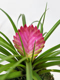Pink Quill Bromeliad Kokedama