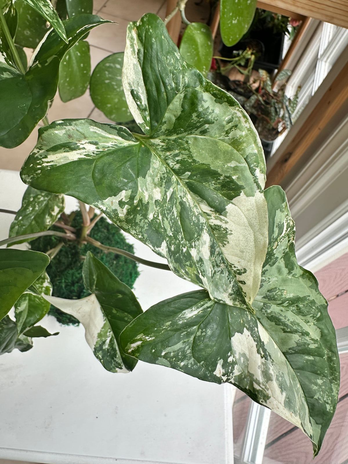 Albo Syngonium Kokedama