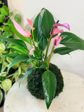 Pink and Lilac Anthurium Kokedama