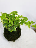 Yellow Variegated Ivy Kokedama