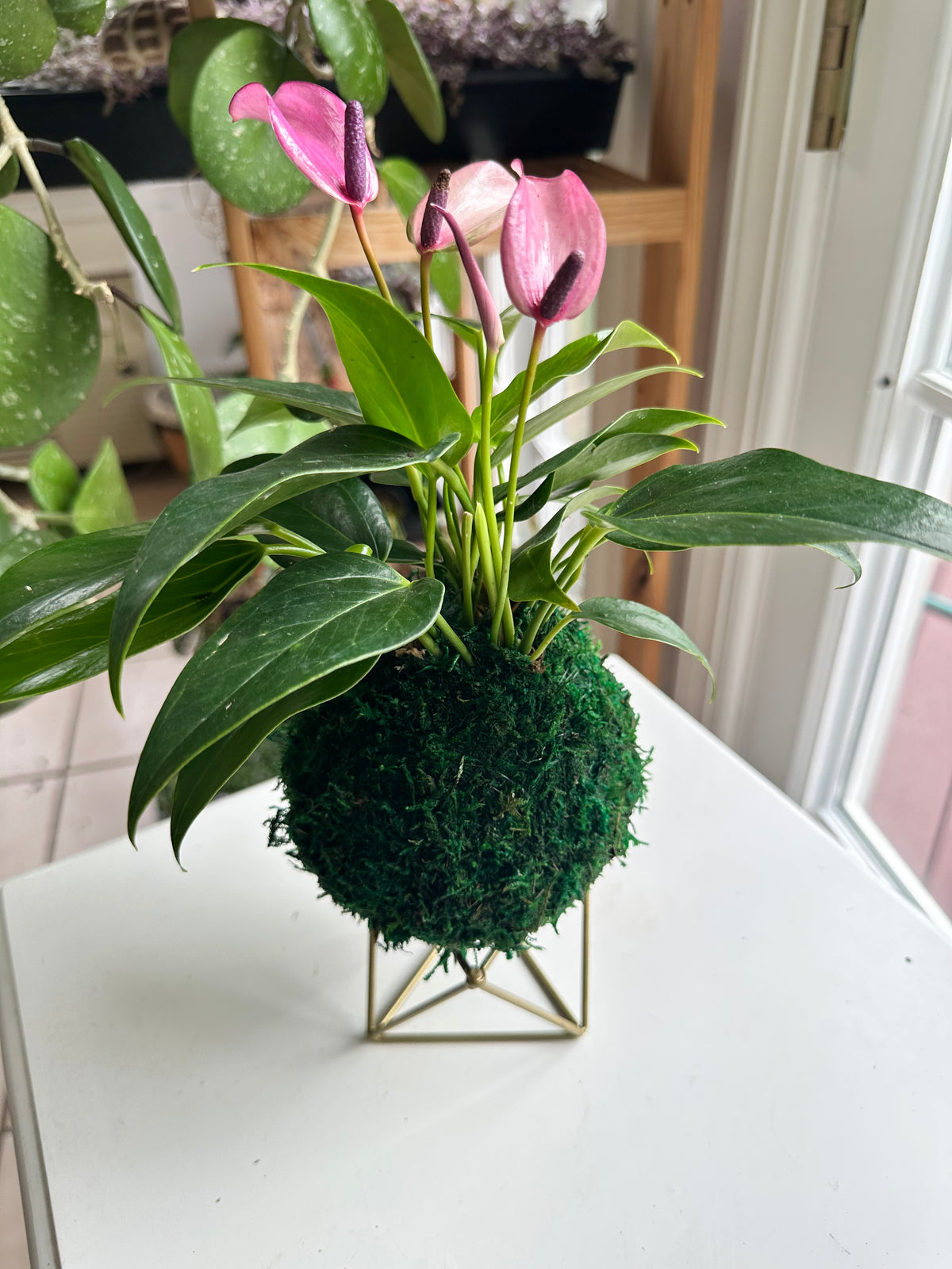 Lilac "Flamingo Flower" Anthurium Kokedama Japanese Moss Ball