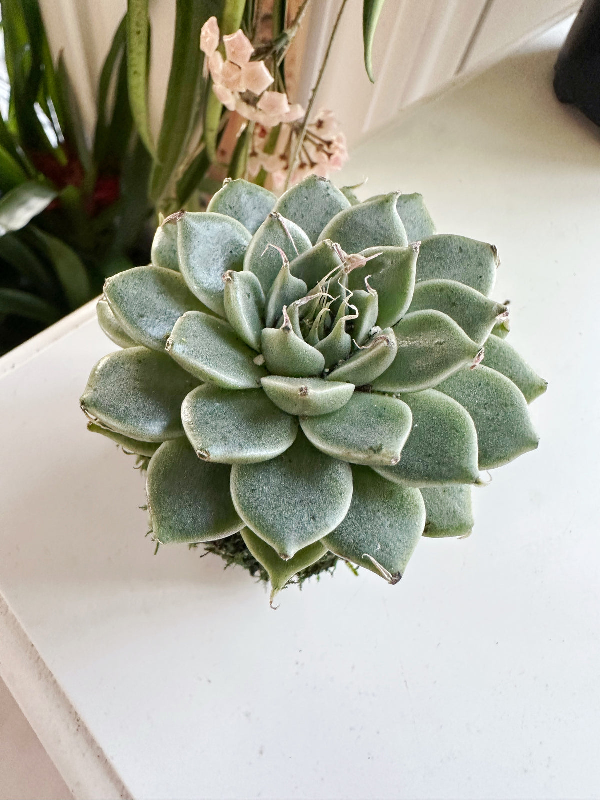 Mini Echeveria Kokedama Japanese Moss Ball