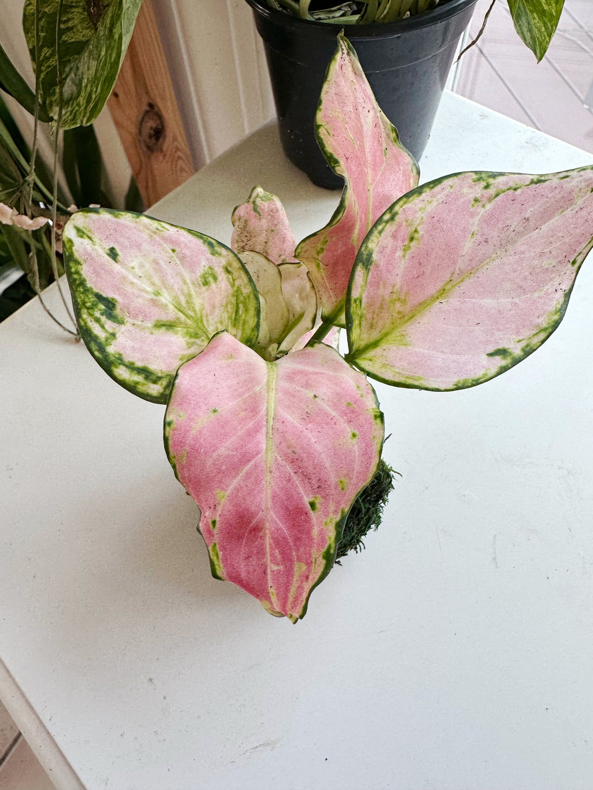 Pink Aglaonema Mini Kokedama Japanese Moss Ball