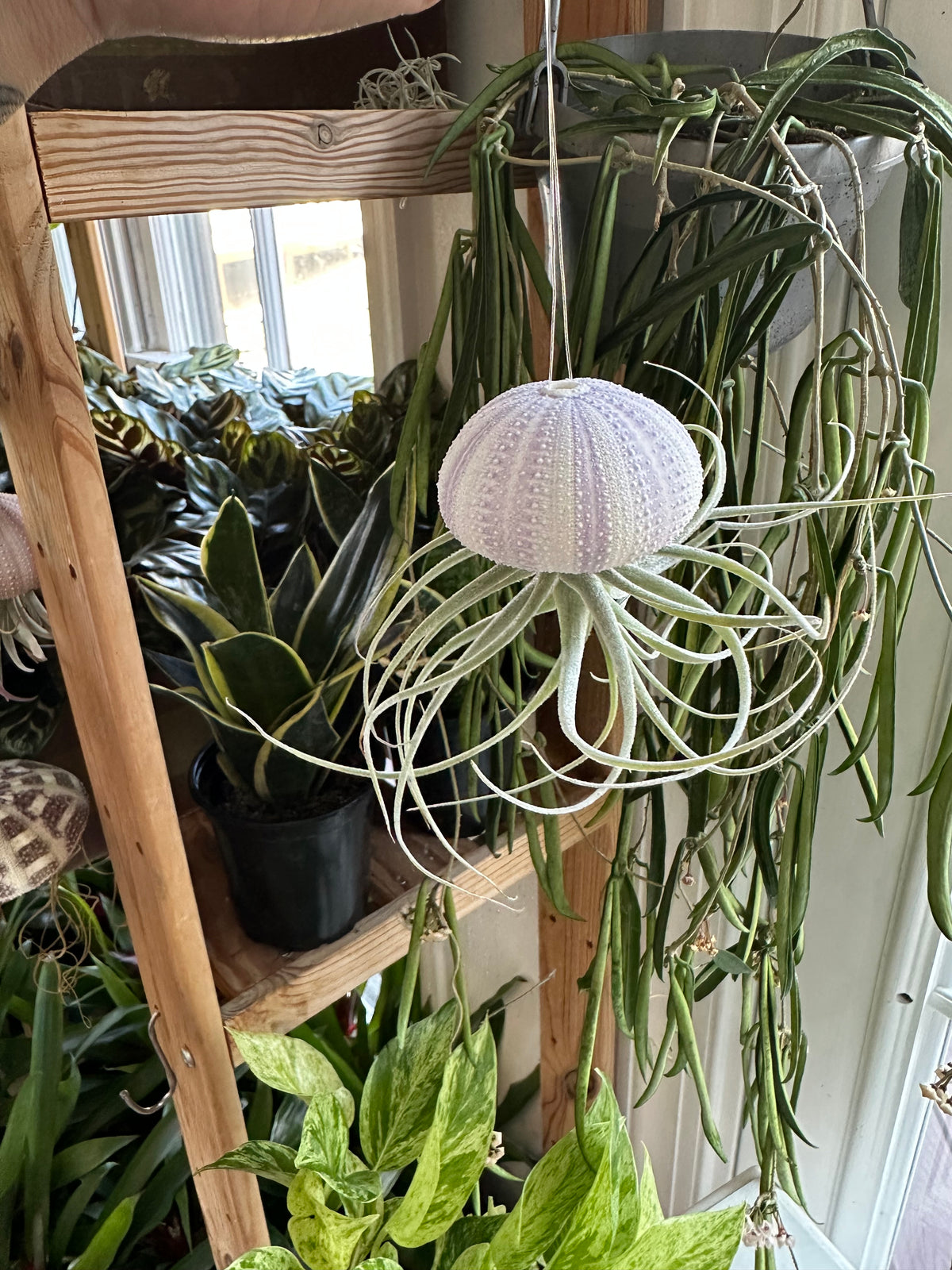 "Chloe" Air Plant Jellyfish