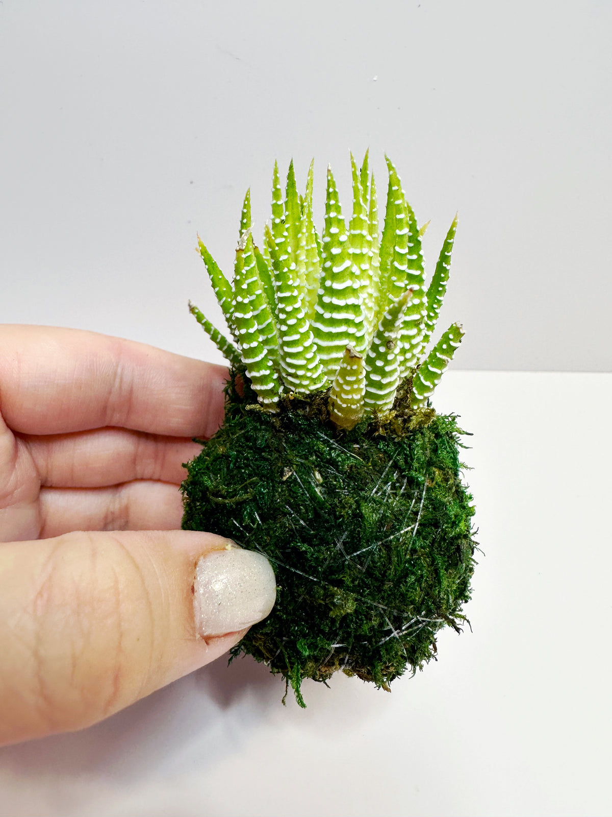 Zebra cactus mini kokedama Japanese moss ball