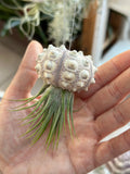 “Queenie” Airplant Jellyfish