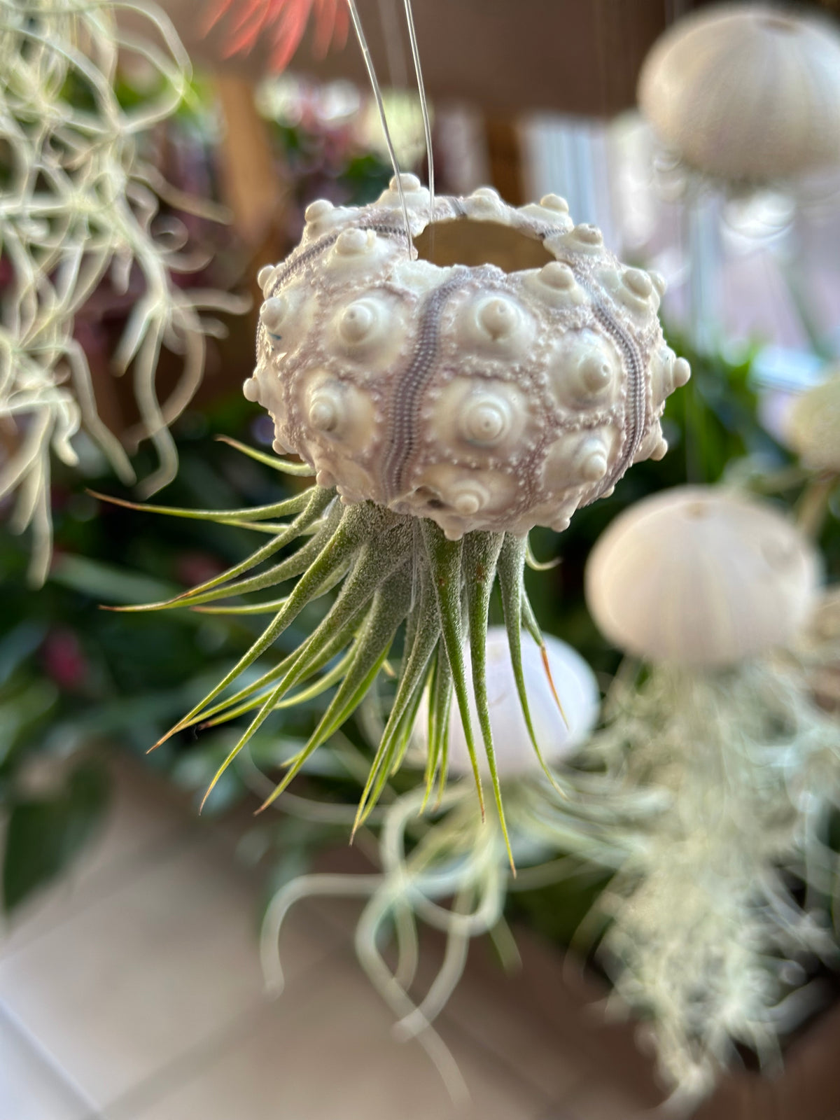 “Queenie” Airplant Jellyfish