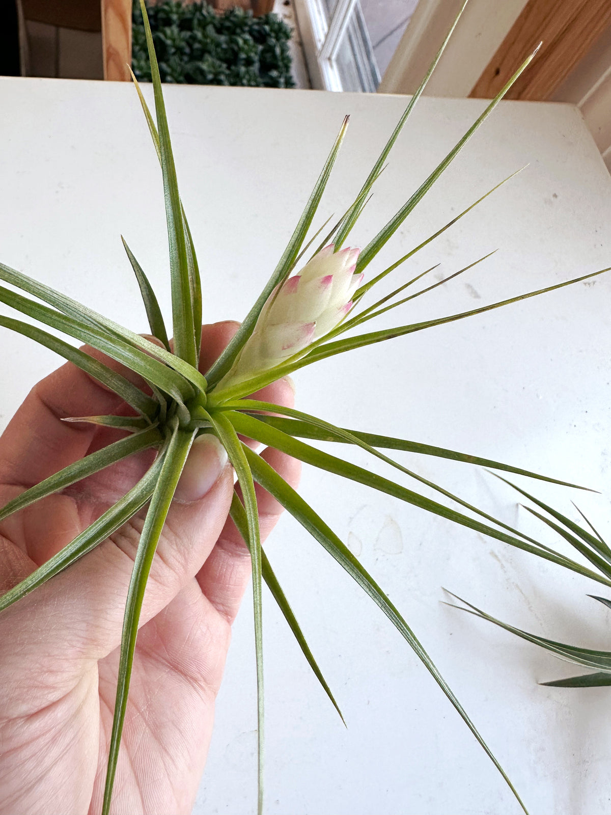 Large Blooming Air Plant