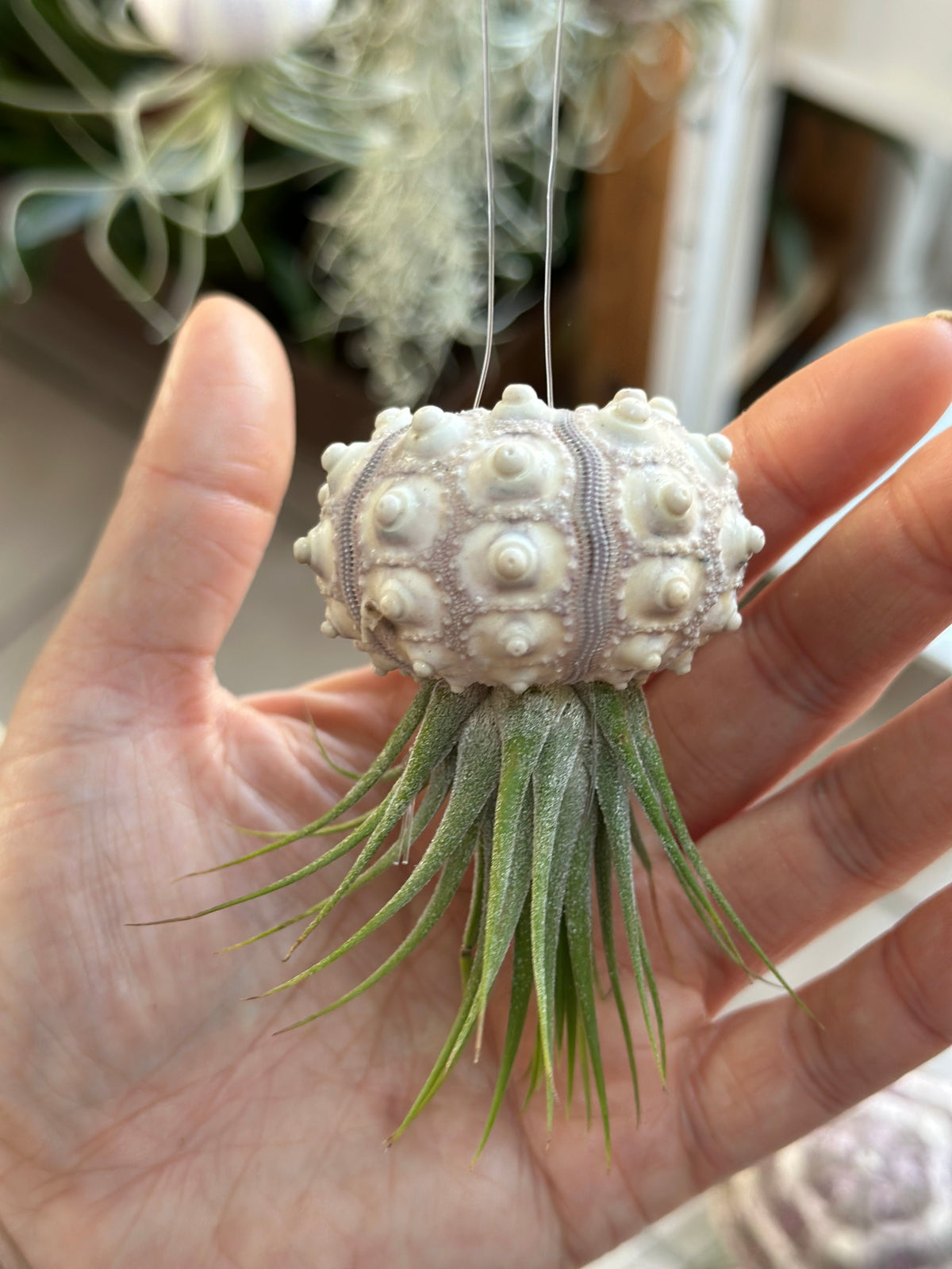 “Queenie” Airplant Jellyfish