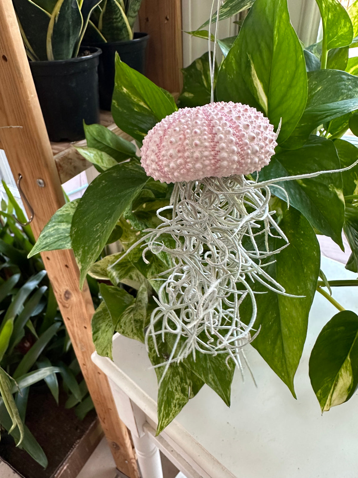 “Poppy” Spanish Moss Jelly Fish