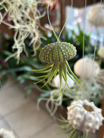 “Jack-Jack” Baby Air Plant Jellyfish