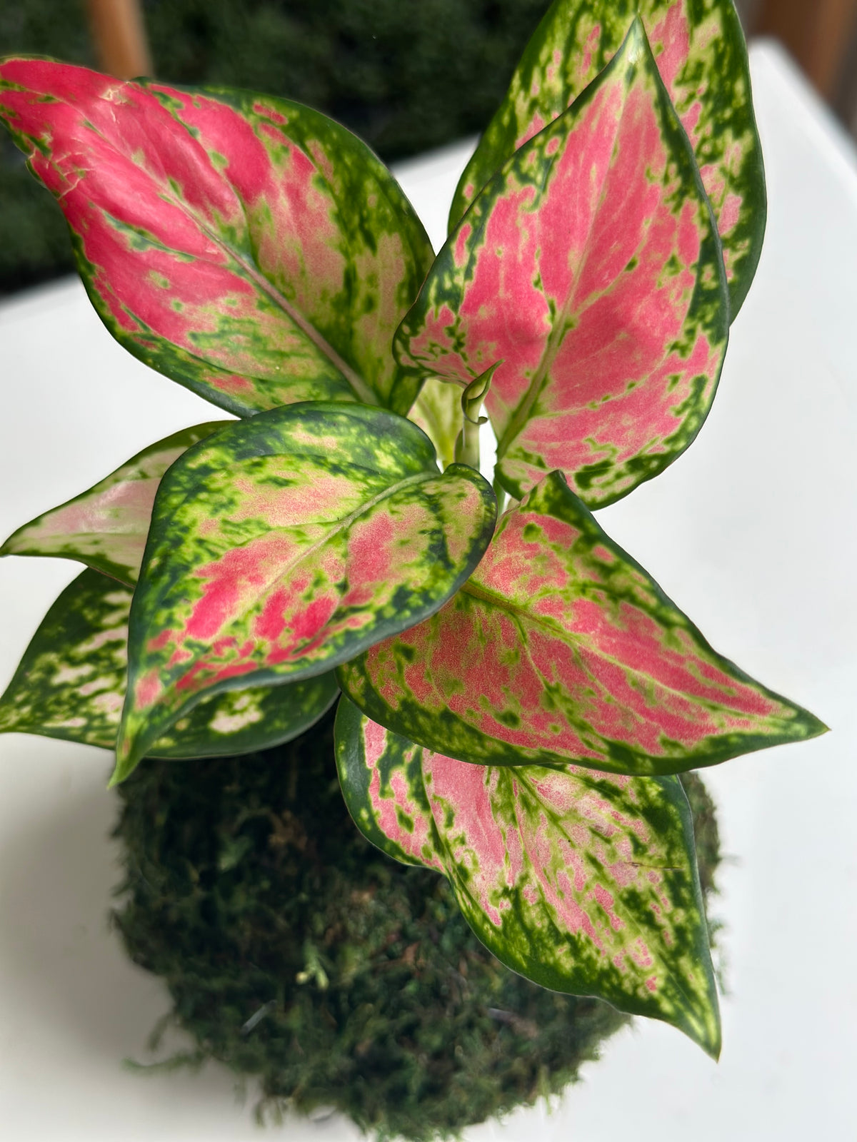 Red Valentine Aglaonema Kokedama