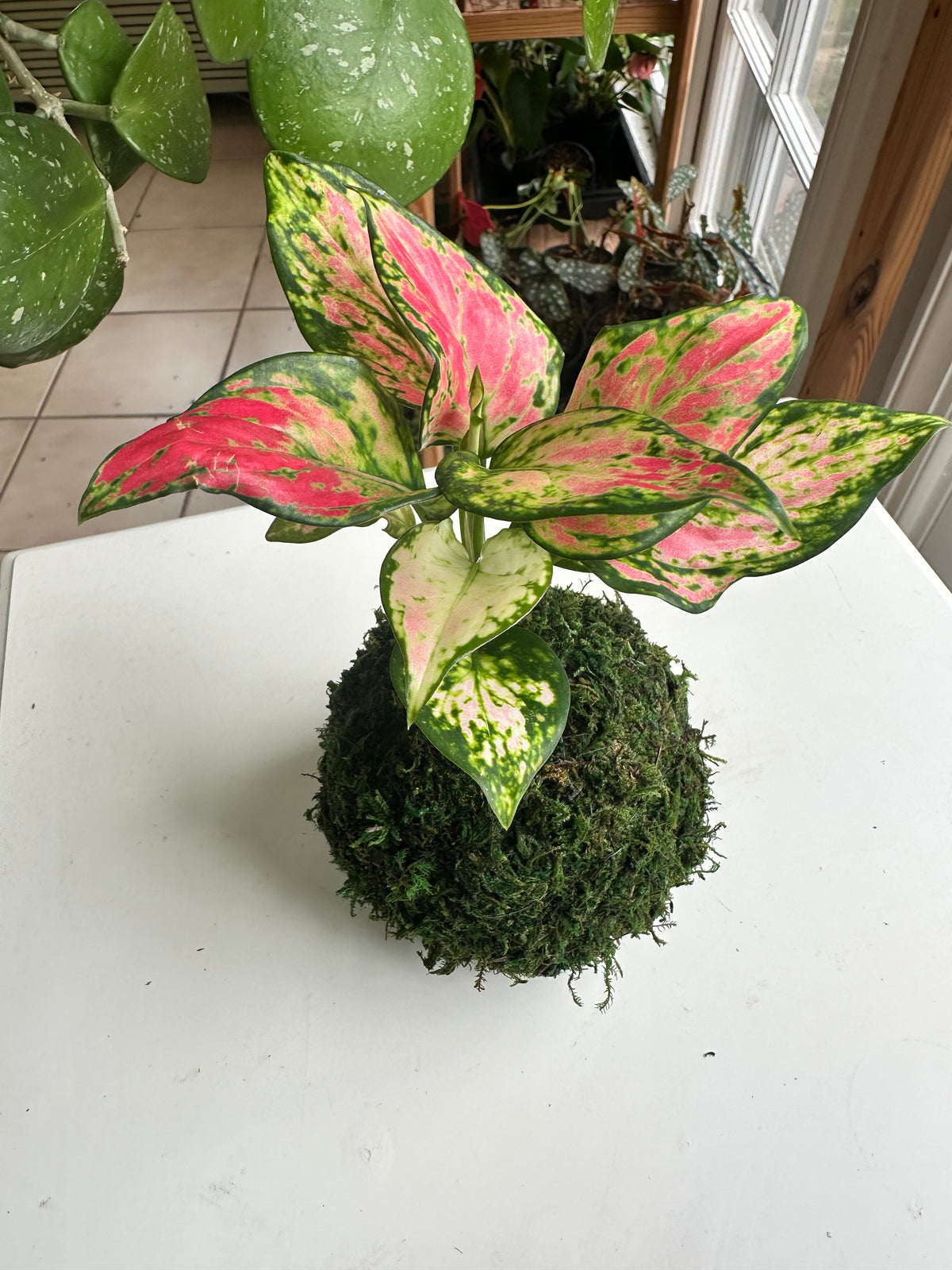 Red Valentine Aglaonema Kokedama