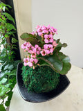 Lilac Blooming Kalanchoe Kokedama