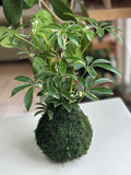 Variegated Schflerra Kokedama