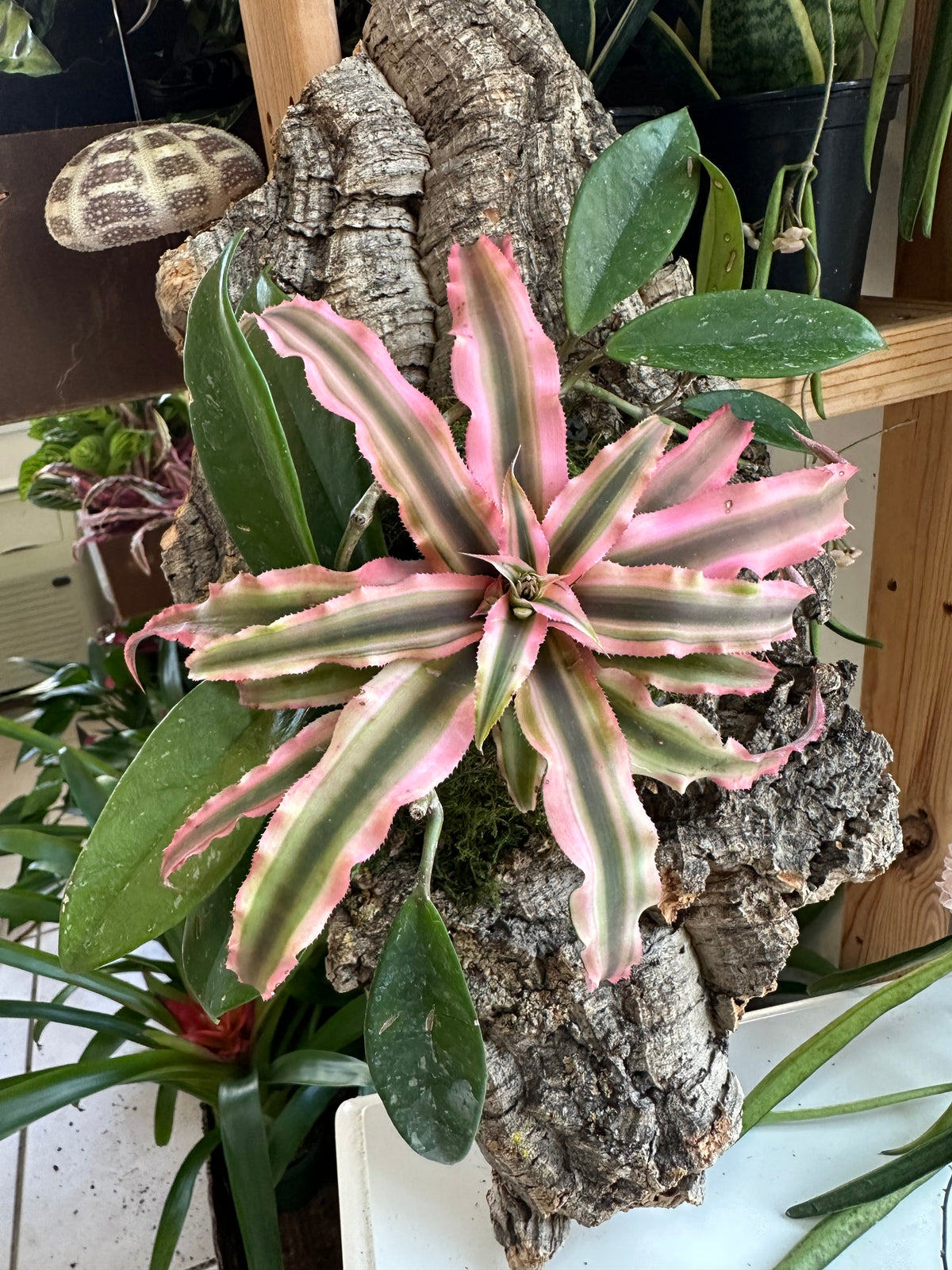 Pink Earth Star and Hoya Living Wall Art